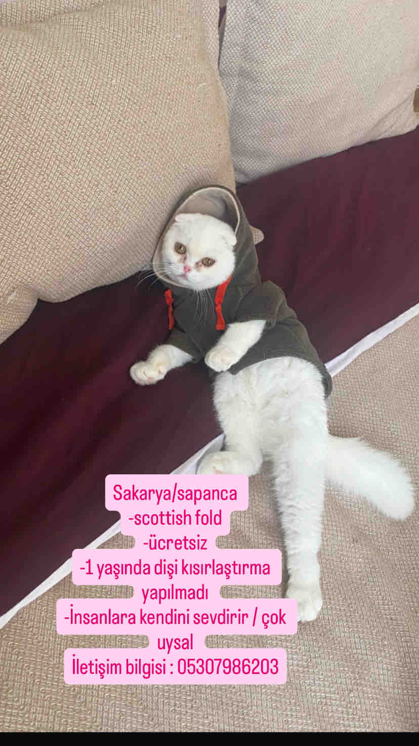 ücretsiz