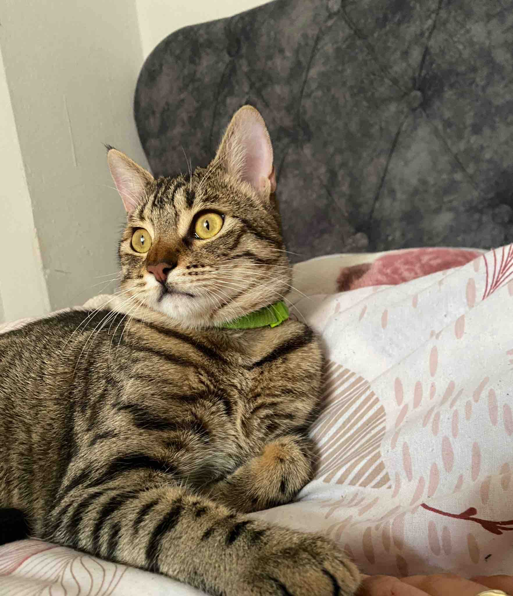 Kedime yuva arıyorum