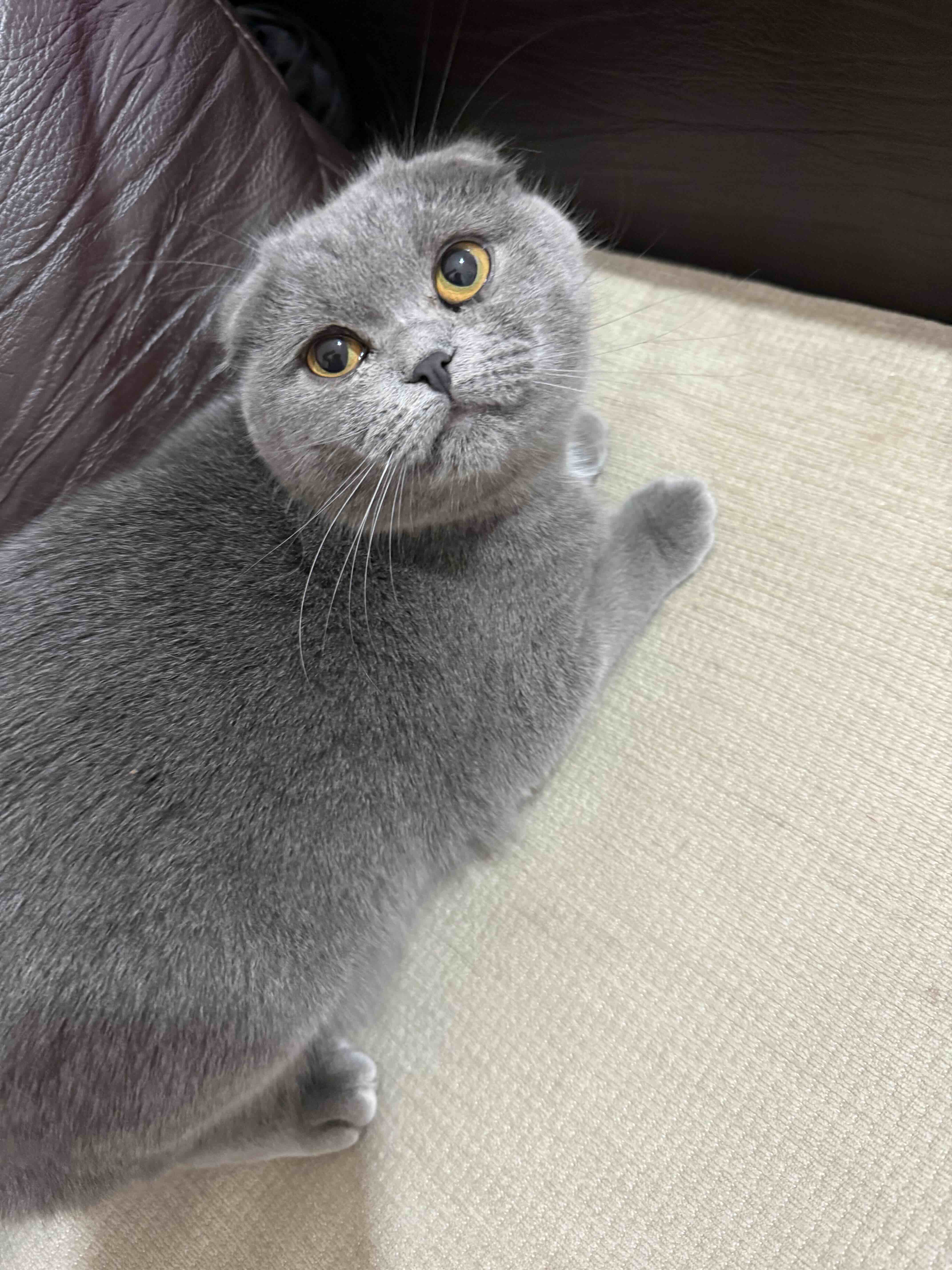 5 aylık dişi ve erkek kedi 