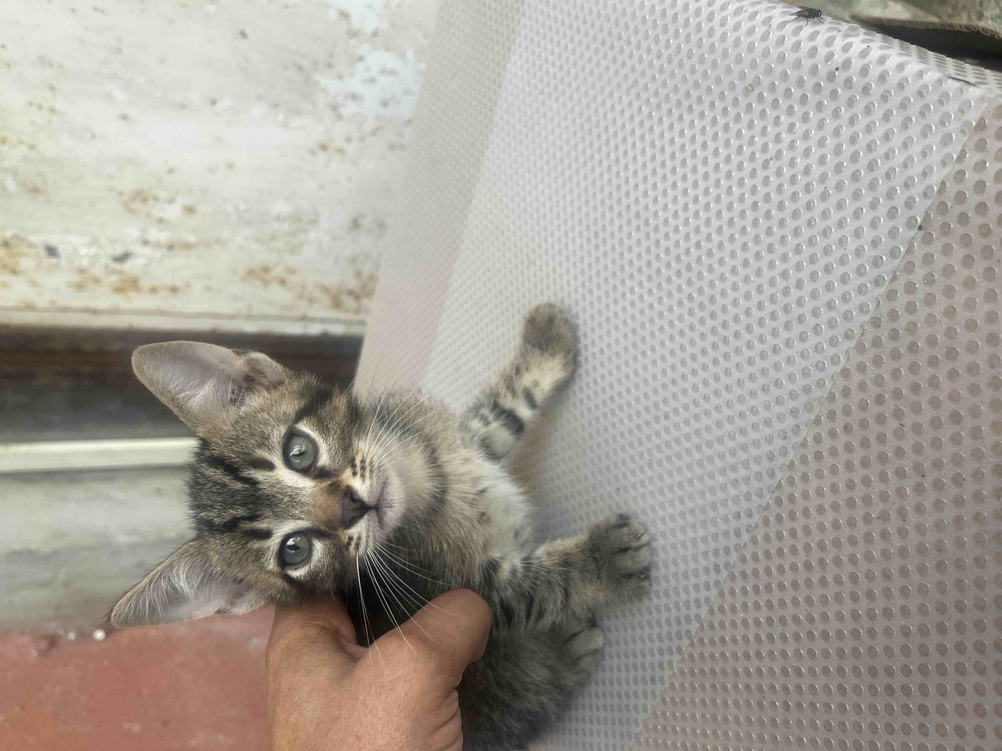 tekir kedi